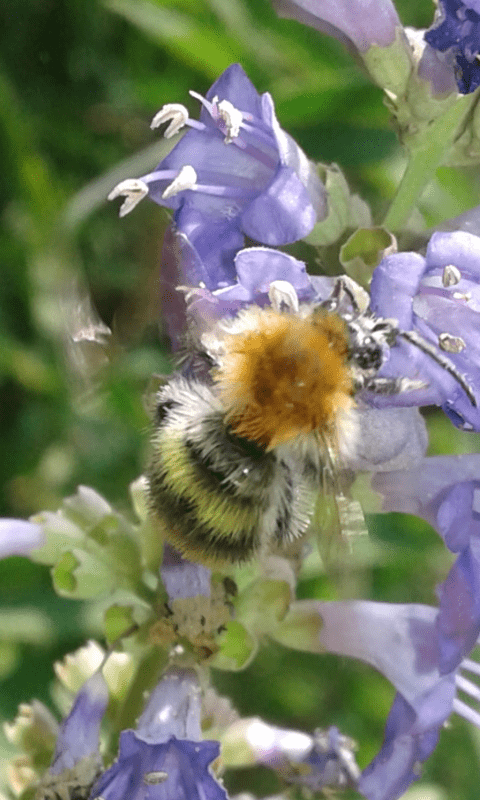 Bombus pascuorum (Apidae)?